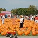 Pumpkin Picking in Long Island